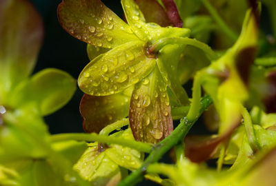 Close-up of wet plant