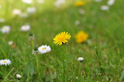 Close-up of yellow flowers blooming on field