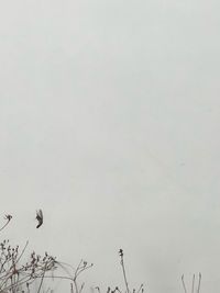 Low angle view of plants against sky