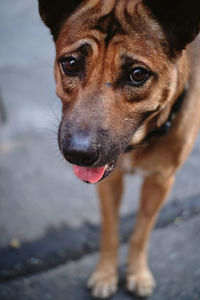Close-up portrait of dog