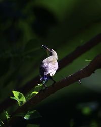 Close-up of bird perching on plant