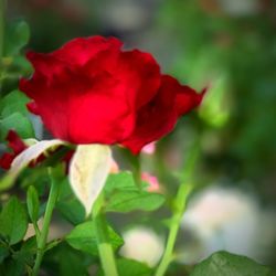 Close-up of red flower blooming outdoors