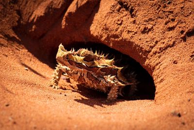 High angle view of lizard on sand 