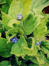 Close-up of honey bee on plant