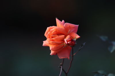 Close-up of pink rose