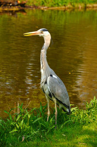 High angle view of gray heron on lake