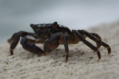 Close-up of crab on sand at beach