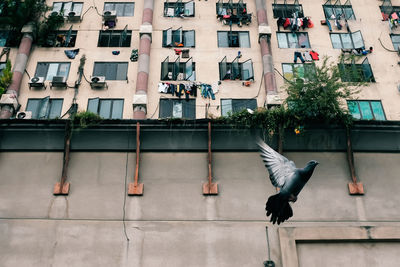 Low angle view of pigeon flying against building