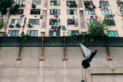 View of pigeon perching on window