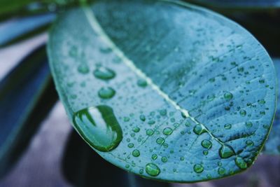 Close-up of water drops on leaf