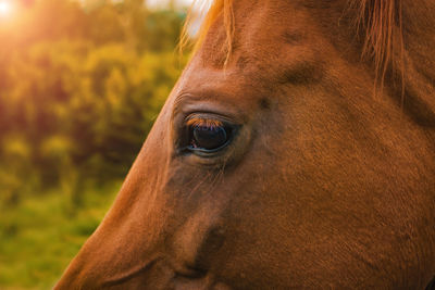 Close-up of a horse