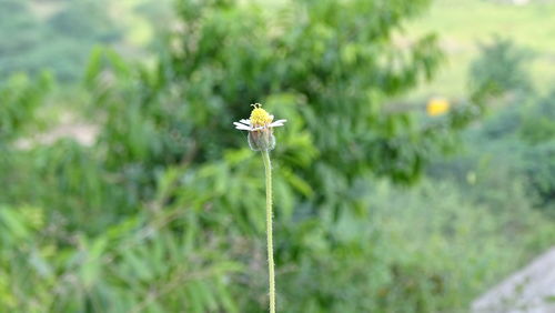 Close-up of white flower blooming outdoors