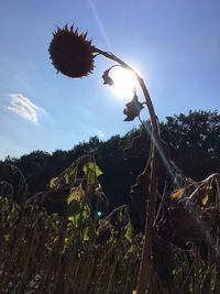 Low angle view of trees on field against sky