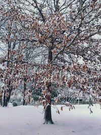 tree