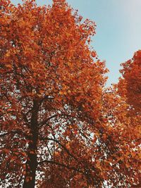 Low angle view of trees against sky during autumn