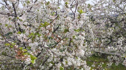 Low angle view of cherry blossom tree