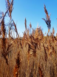 Close-up of stalks in field against clear blue sky