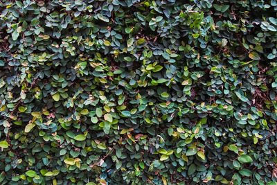 Full frame shot of ivy growing on plant