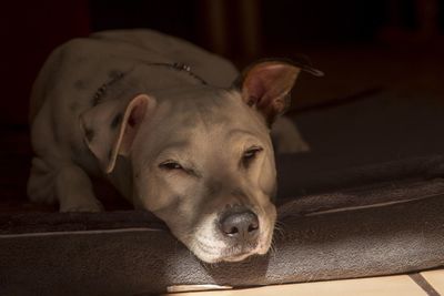 Close-up of dog sleeping at home