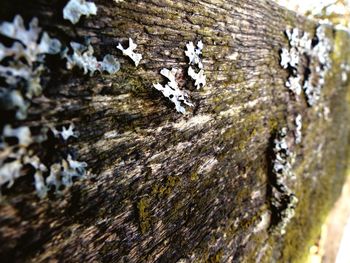 Close-up of lichen on tree trunk