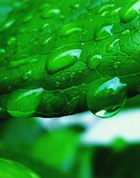 Close-up of wet leaf