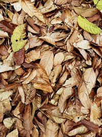 Full frame shot of dry leaves
