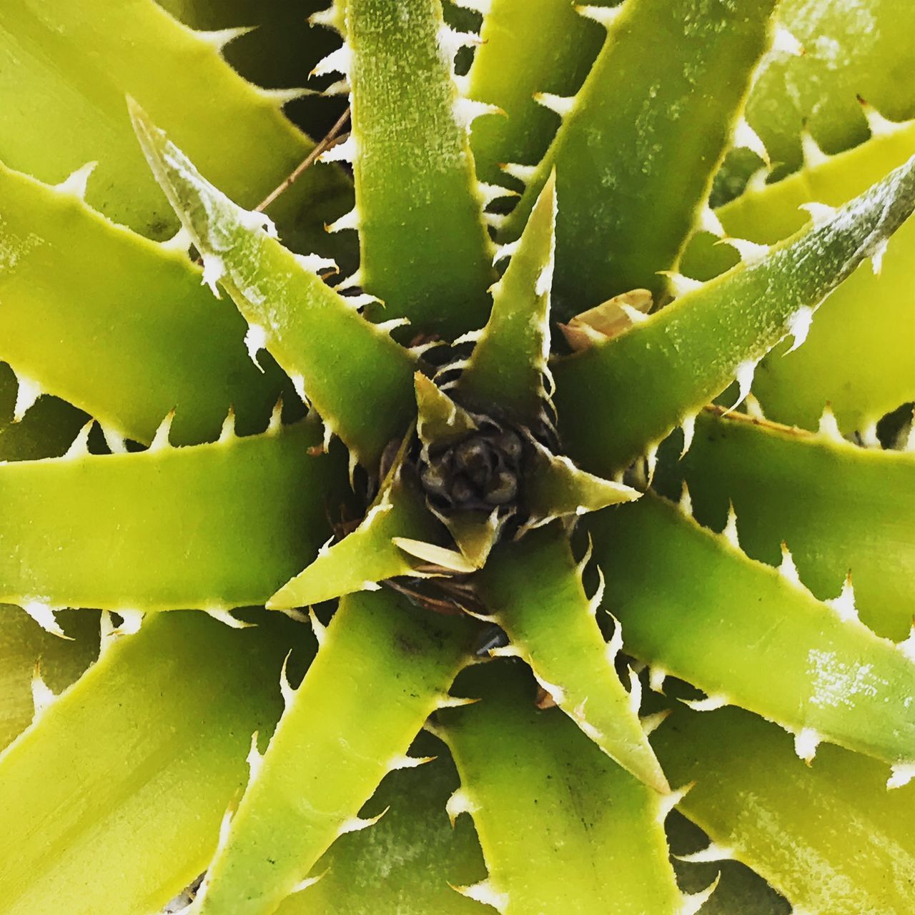 CLOSE-UP OF SUCCULENT PLANTS