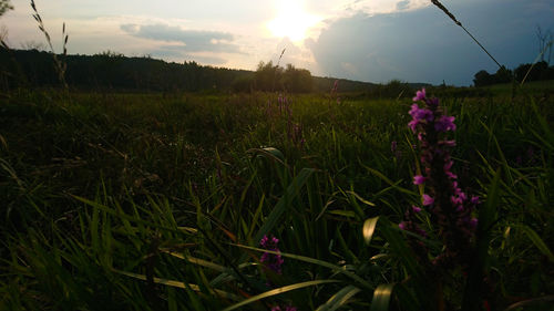 Scenic view of grassy field against sky during sunset