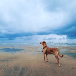 Dog on the beach