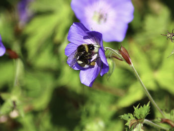 Close-up of bee pollinating on purple flower