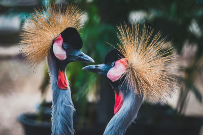 Close-up of  couple crowned cranes.