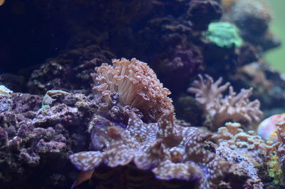 Close-up of coral in sea