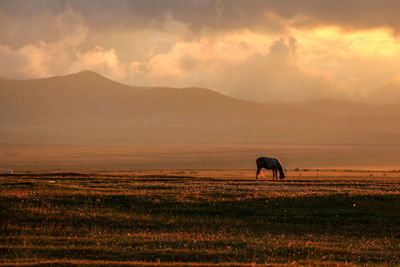 Horse grazing in a field