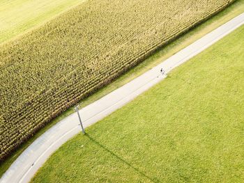 High angle view of lizard on field