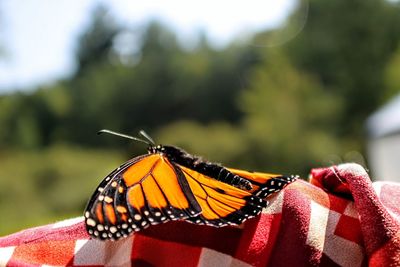 Close-up of butterfly pollinating flower