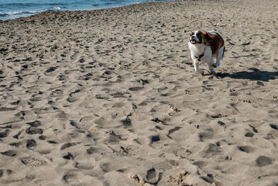 Dog on sand at beach