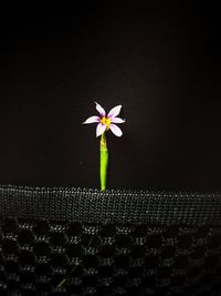 Close-up of white flower against black background