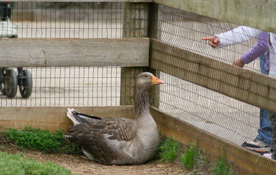Ducks in cage at zoo