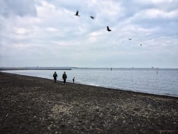 Silhouette of birds flying over sea