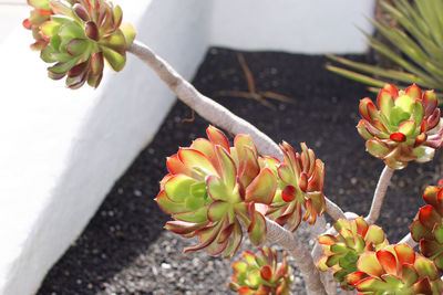 High angle view of potted plant