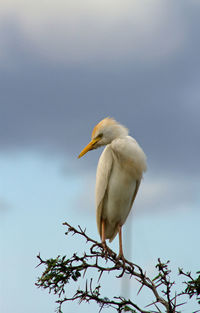 Low angle view of egret bird perching on a tree