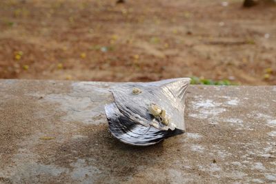 High angle view of dead fish