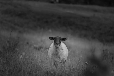 A sheep in a field locking straight in to the camera 