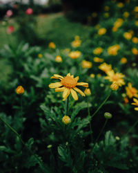 Close-up of yellow flowering plant on field