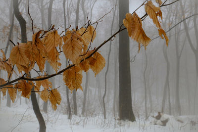 Close-up of dry leaves on tree during winter