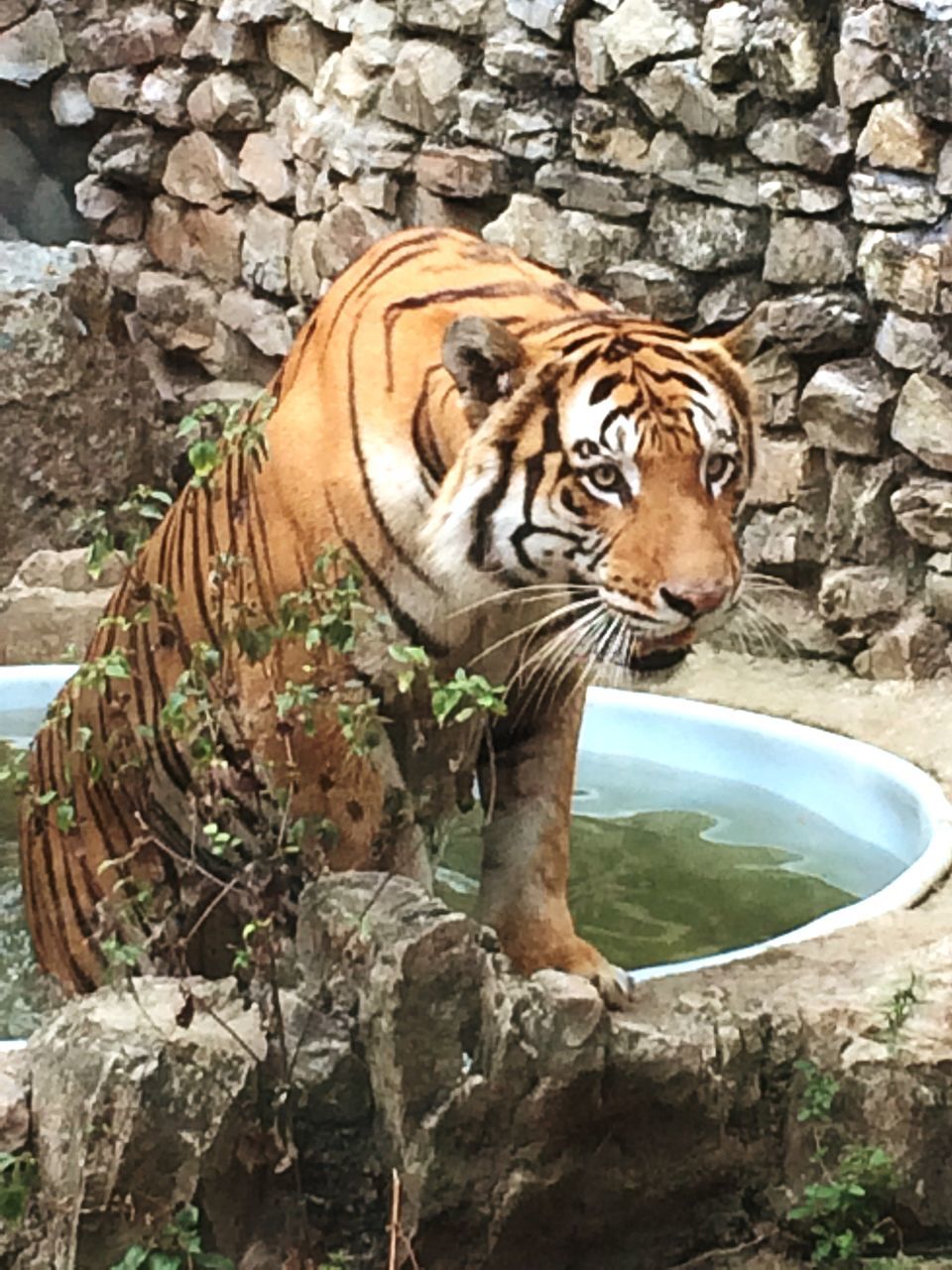 animal themes, one animal, mammal, animals in the wild, wildlife, zoo, standing, outdoors, full length, tiger, day, no people, zoology, nature, side view, animal markings, high angle view, vertebrate, animals in captivity, looking away