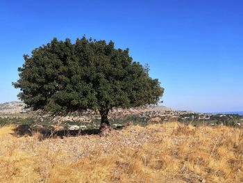 Trees on field against clear blue sky