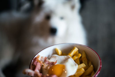 Close-up of food in bowl by dog