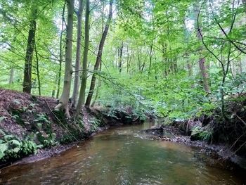 Stream flowing amidst trees in forest