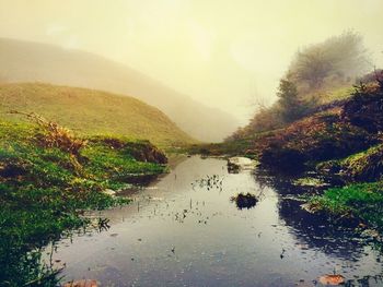 Reflection of trees in river